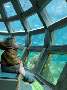 Little Boy at aquarium